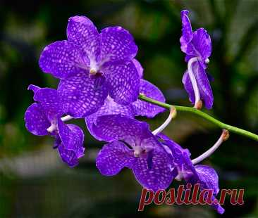 Прекрасная орхидея Ванда ( 50 картинок )