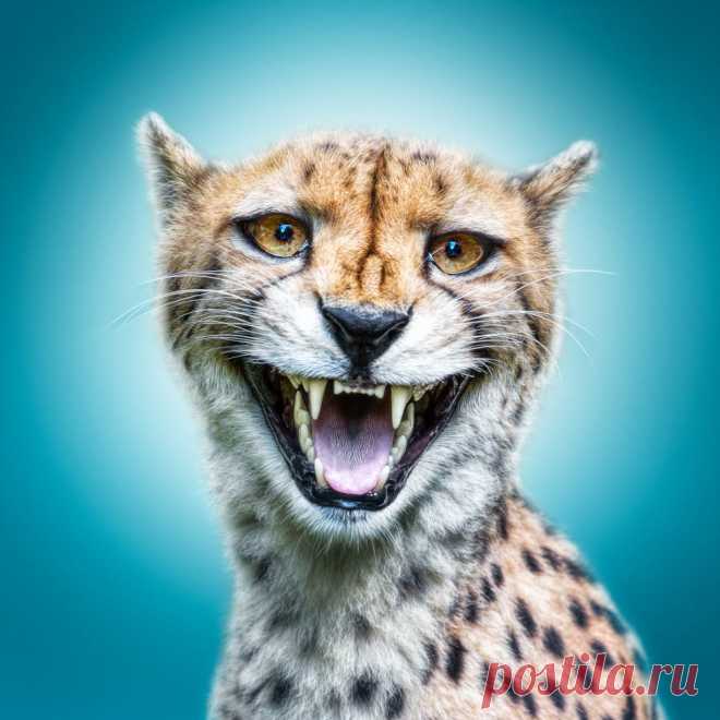 Funny (Wild) Faces: Cheetah Keep calm and be different :o)!