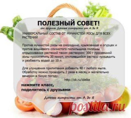 (53) Одноклассники