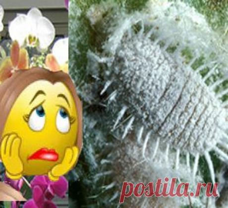 Паутинный клещ мучнистый червец трипсы