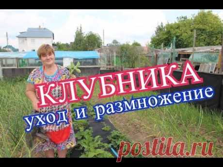 Клубника. Что делать с усами. Заготовка посадочного материала.(15.06.16 г.)