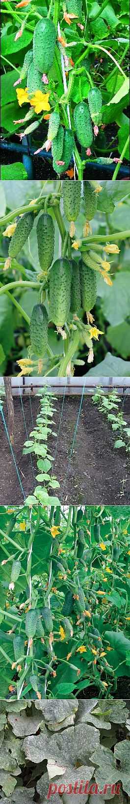 Пучковые огурцы и как их вырастить.