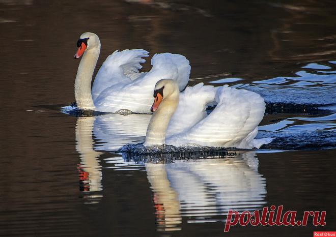 Фото: *****. Alexander Andronik. Фото животных. Фотосайт Расфокус.ру