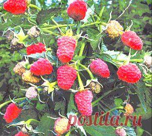 Заботимся о сердце | Советы Народной Мудрости