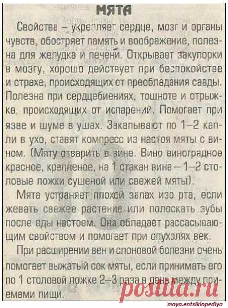 Мята