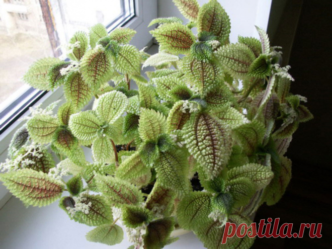 Комнатное растение Пилея (Pilea). В названии рода использовано латинское слово pileus - "шапка", которое намекает на характерное строение околоцветника: один из листочков этого околоцветника имеет вид капюшона. Родина многих пилей - тропические леса Юго-Восточной Азии. Высота пилей обычно не превышает 40 см. Высота карликовых форм существенно ниже. Цветение - не самая яркая черта пилеи: цветки ее мелки и невзрачны. Они собраны в пазушные кистевидные соцветия - мужские и женские.