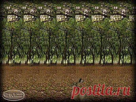 ВОССТАНОВИТЬ ЗОРКОЕ ЗРЕНИЕ С ЕВГЕНИЕМ СЛОГОДСКИМ