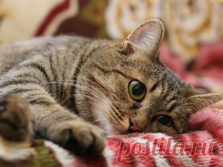 задумчивый кот