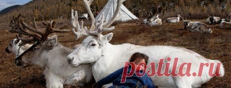 Уникальные снимки повседневной жизни племени оленеводов, проживающего в Монголии