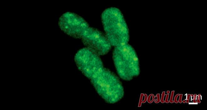 Что будет, если цианобактерии мирового океана подхватят вирус? » ОКО ПЛАНЕТЫ информационно-аналитический портал