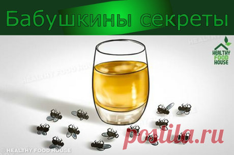 Как быстро избавиться от мух (в доме и снаружи) — Бабушкины секреты