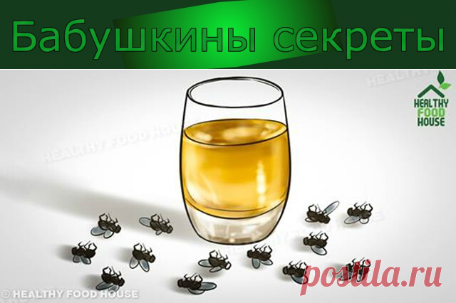 Как быстро избавиться от мух (в доме и снаружи) — Бабушкины секреты