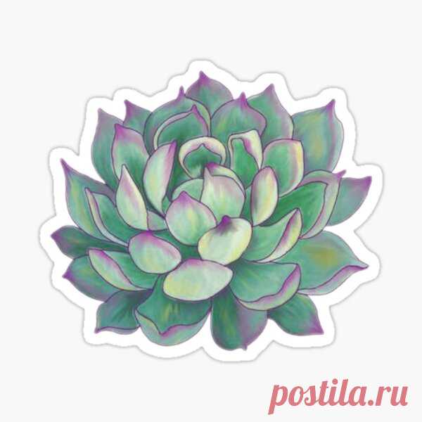 Pegatinas: Cactus | Redbubble