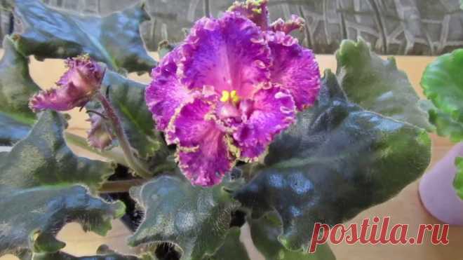 Рассказываем о том, что значит фиалка-спорт Миллион советов на все случаи жизни!