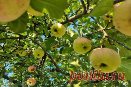 Как заставить яблоню плодоносить с помощью одного удара: метод наших дедов. Старые садоводы знали прием, который сегодня звучит почти варварски. Чтобы яблоня начала плодоносить, по ней наносили сильный удар.