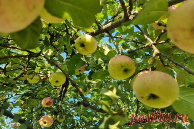 Как заставить яблоню плодоносить с помощью одного удара: метод наших дедов. Старые садоводы знали прием, который сегодня звучит почти варварски. Чтобы яблоня начала плодоносить, по ней наносили сильный удар.