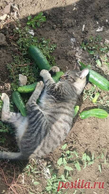 Котизм