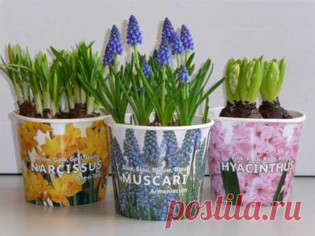 Оформление гиацинтов - Садоводка