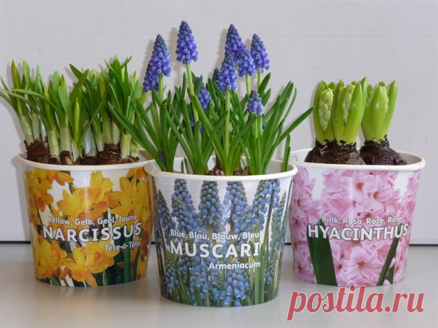 Оформление гиацинтов - Садоводка
