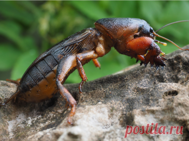 Как бороться с медведкой

