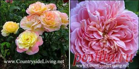 Всё о розах: советы тети Тани