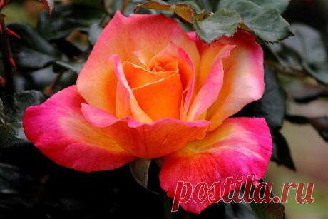 Письмо «сообщение Schamada : Очаровательные розы фотографа Jack o' Lantern (21:50 12-05-2014) [3907317/324332725]» — Schamada — Яндекс.Почта