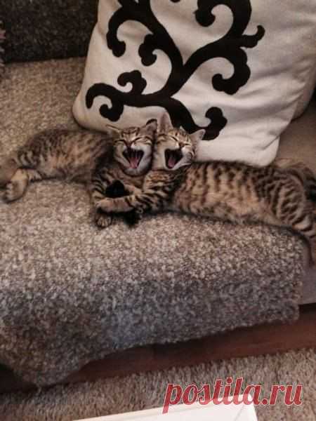 Двое из ларца...