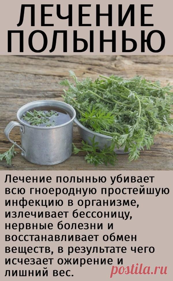 ЛЕЧЕНИЕ ПОЛЫНЬЮ Лечение полынью убивает всю гноеродную простейшую инфекцию в организме, излечивает бессоницу, нервные болезни и восстанавливает обмен веществ, в результате чего исчезает ожирение и лишний вес. Это сильнейшее средство дано для быстрого приведения больных в порядок. Полынная терапия снимает почти все воспалительные процессы, особенно при поражении пищеварительного тракта и половых путей. Полынь принимают при гинекологических заболеваниях, простатитах, уретрит...