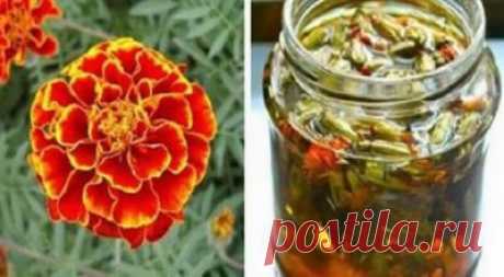 Отвар бархатцев 100 болезней лечит! Цветут везде простые цветы, а цена им — золото! 
Мало кто знает о лечебных свойствах чернобрывцев, или бархатцев. А ведь это растение обладает большой целебной силой.


Например, в народной медицине водный настой цветков чернобрывцев в древности пр…