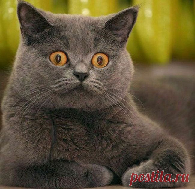 Правда ли, что кошки видят невидимое?