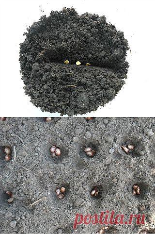 Загущенный посев рассады и других огородных культур. Плюсы и минусы. Практический опыт.

Механизмы этого процесса очень сложные, но предполагается, что росток на этом этапе развития именно за счет проклевывающихся рядышком других семян становится более крепким, сильным и с повышенной устойчивостью к болезням и вредителям. Поэтому загущенный (кучками) посев сказывается в дальнейшем и на развития всего растения в целом. Последующее прореживание, при котором остаются самые лучшие растения, в свою