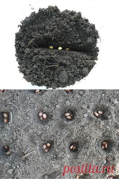 Загущенный посев рассады и других огородных культур. Плюсы и минусы. Практический опыт.

Механизмы этого процесса очень сложные, но предполагается, что росток на этом этапе развития именно за счет проклевывающихся рядышком других семян становится более крепким, сильным и с повышенной устойчивостью к болезням и вредителям. Поэтому загущенный (кучками) посев сказывается в дальнейшем и на развития всего растения в целом. Последующее прореживание, при котором остаются самые лучшие растения, в свою