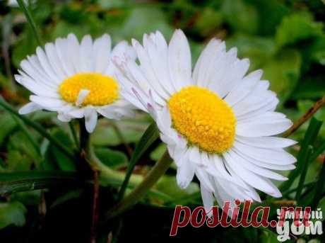 Целебные цветы