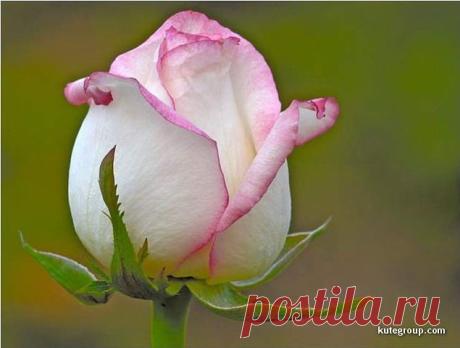 роза