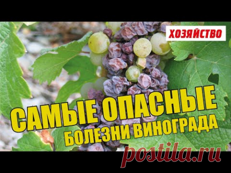 Опасные болезни винограда и как с ними бороться