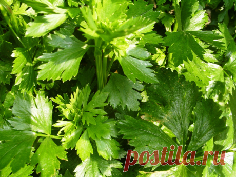 Совместимость растений на грядке: подробный список