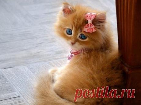 котики Поиск