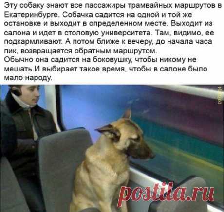 (59) Одноклассники