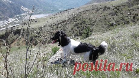 Девушка заметила шевеление под кузовом своего авто. Там сидела испуганная собака…