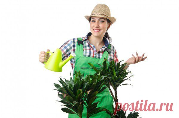 Как ухаживать за драценой