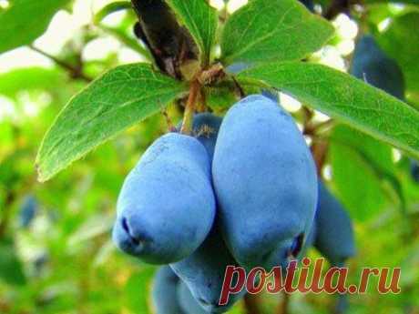 Жимолость (Lonicera) и ее полезные свойства