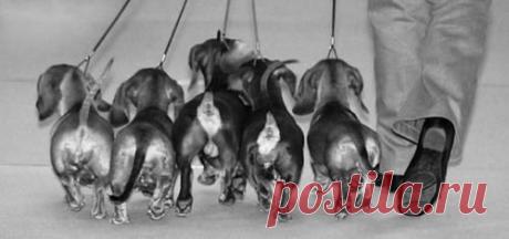 Найдено на сайте dachshund-parade.tumblr.com.