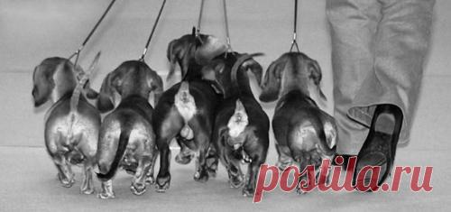 Найдено на сайте dachshund-parade.tumblr.com.