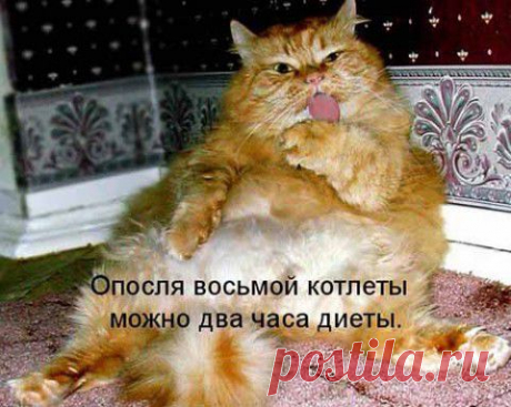 Для хорошего настроения – видео котоматрицы «Два часа диеты» | Искусница