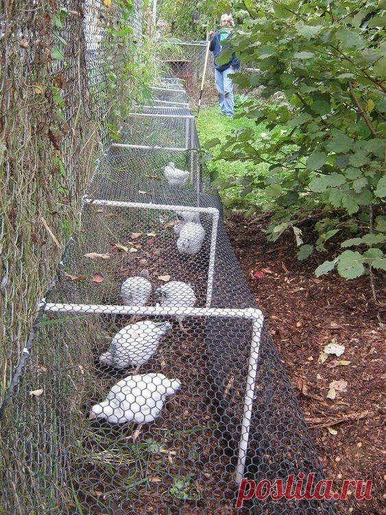 (37) Одноклассники