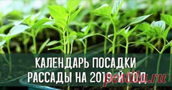 Календарь посадки рассады на 2019-й год