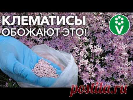 КЛЕМАТИСЫ БУДУТ УСЫПАНЫ ЦВЕТАМИ, если подкормить их так! Подкормки, которые заставят цвести клематис