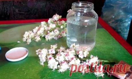 Цвет каштана — ценное лекарство: лечат лейкемию, опухоли мозга, варикоз и тромбофлебит