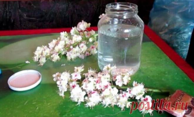 Цвет каштана — ценное лекарство: лечат лейкемию, опухоли мозга, варикоз и тромбофлебит