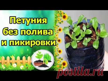 ПОСЕЙ И ЗАБУДЬ! ПЕТУНИЯ ДЛЯ ЛЕНИВЫХ - БЕЗ ПОЛИВА, БЕЗ ПИКИРОВКИ!